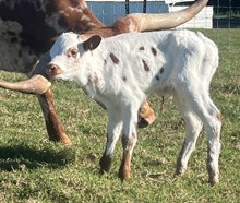 Icons Safari x Roman Crown Bull Calf