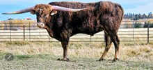 2223 RIO TUFF SWEET BELL BULL